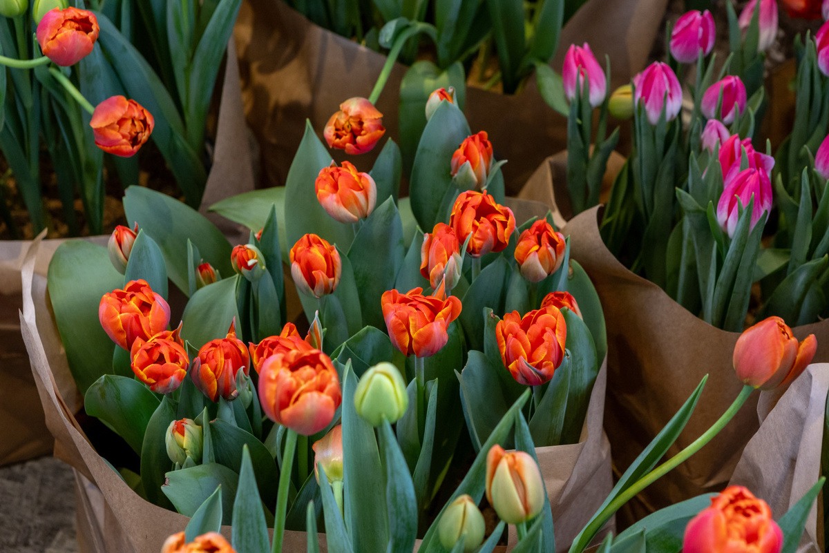 Фото: Олег Золото
