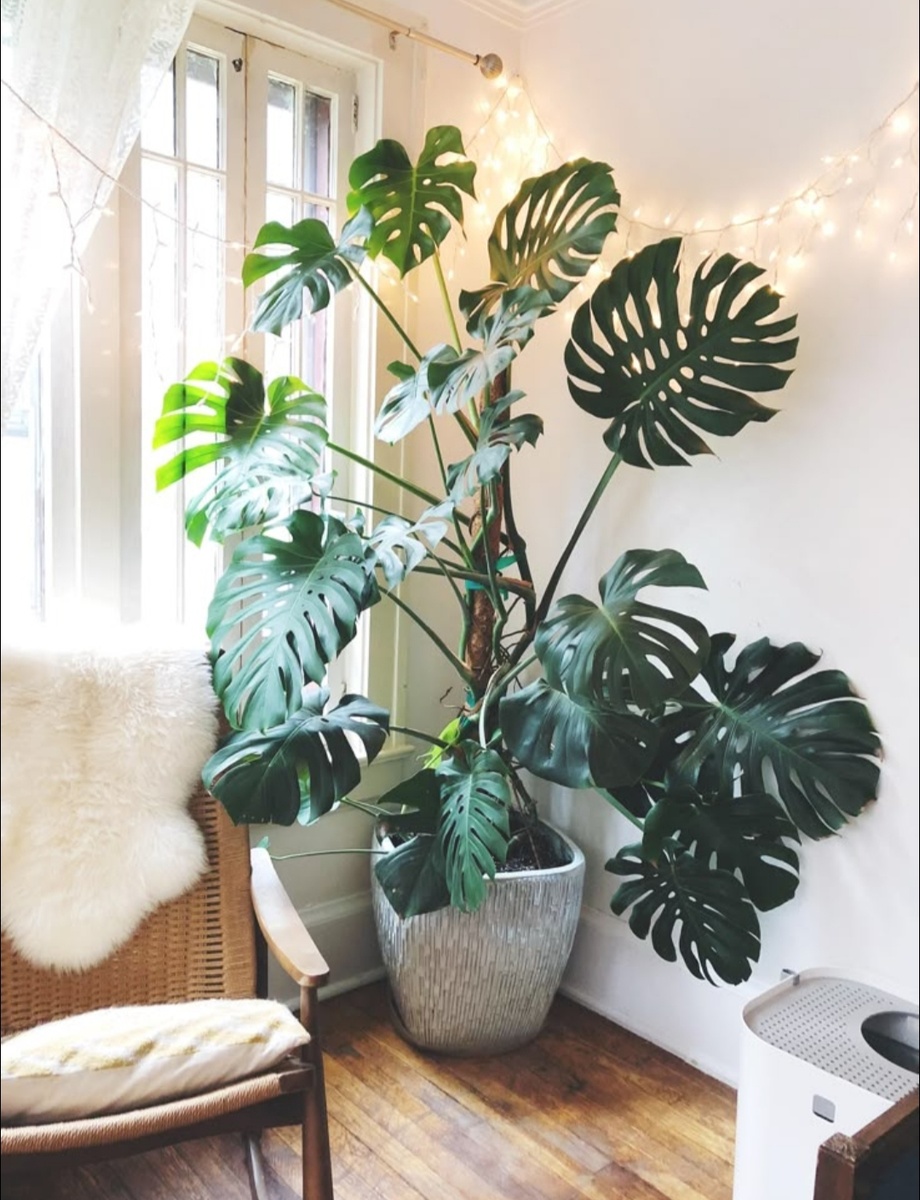 Монстера, из интернета.