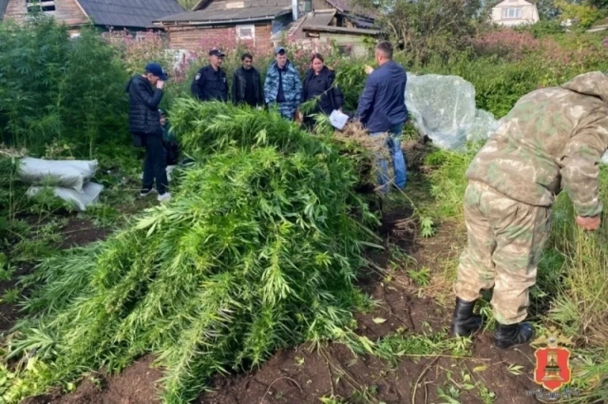    В Вышнем Волочке собака помогла найти 1000 кустов наркотического растения
