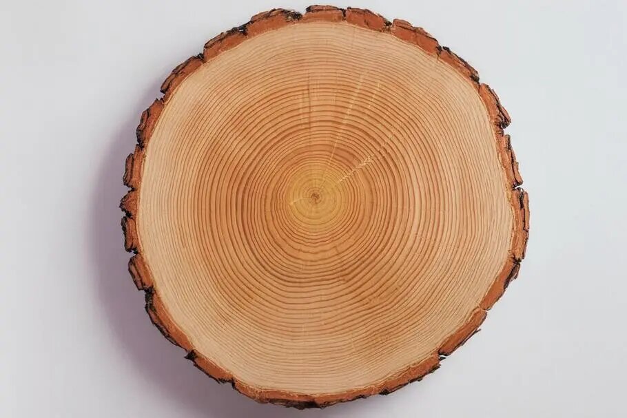 Спил ствола лиственницы с чётко выраженными годовыми кольцами. Эта древесина ценится за высокую плотность, устойчивость к влаге и долговечность, что делает её популярным материалом для окон.
