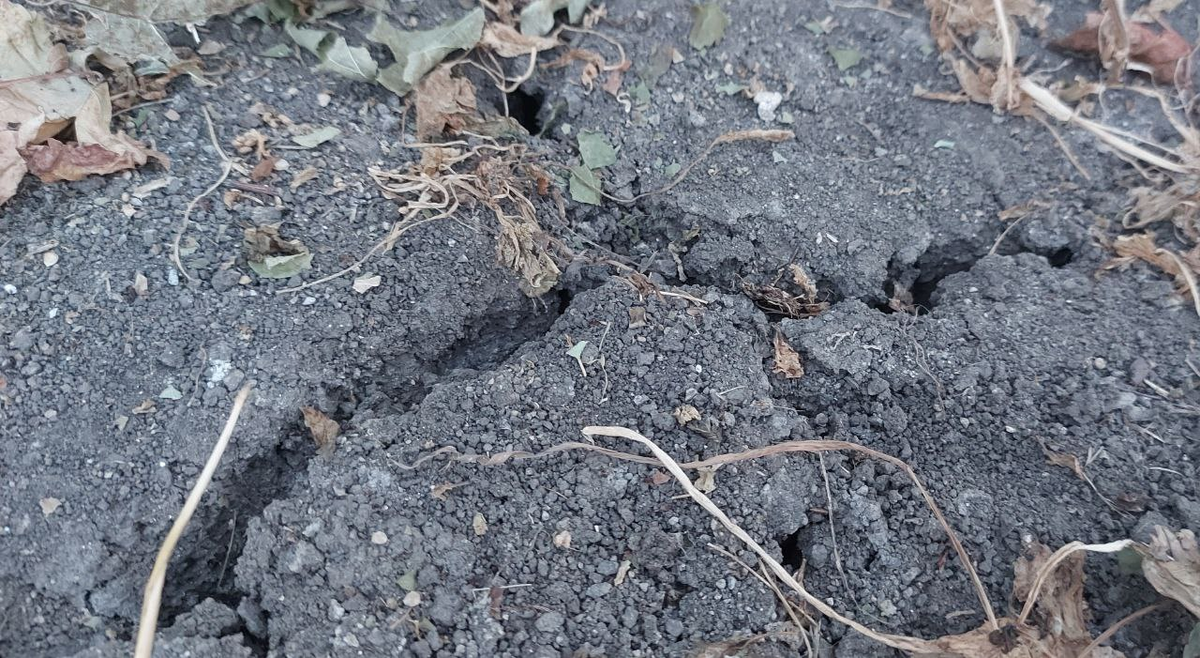 Трещины в земле, которая не поливалась.