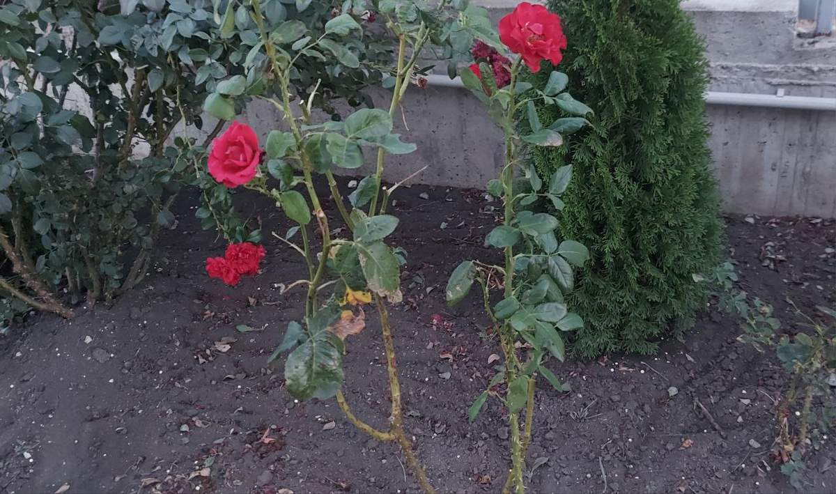 Утром политая земля к вечеру полностью сухая.