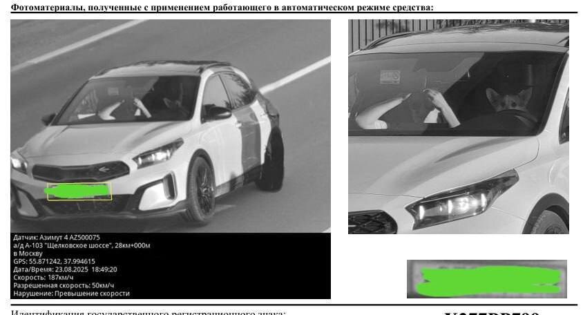 Дорогой перформанс: пес корги разогнал автомобиль до 187 км/ч