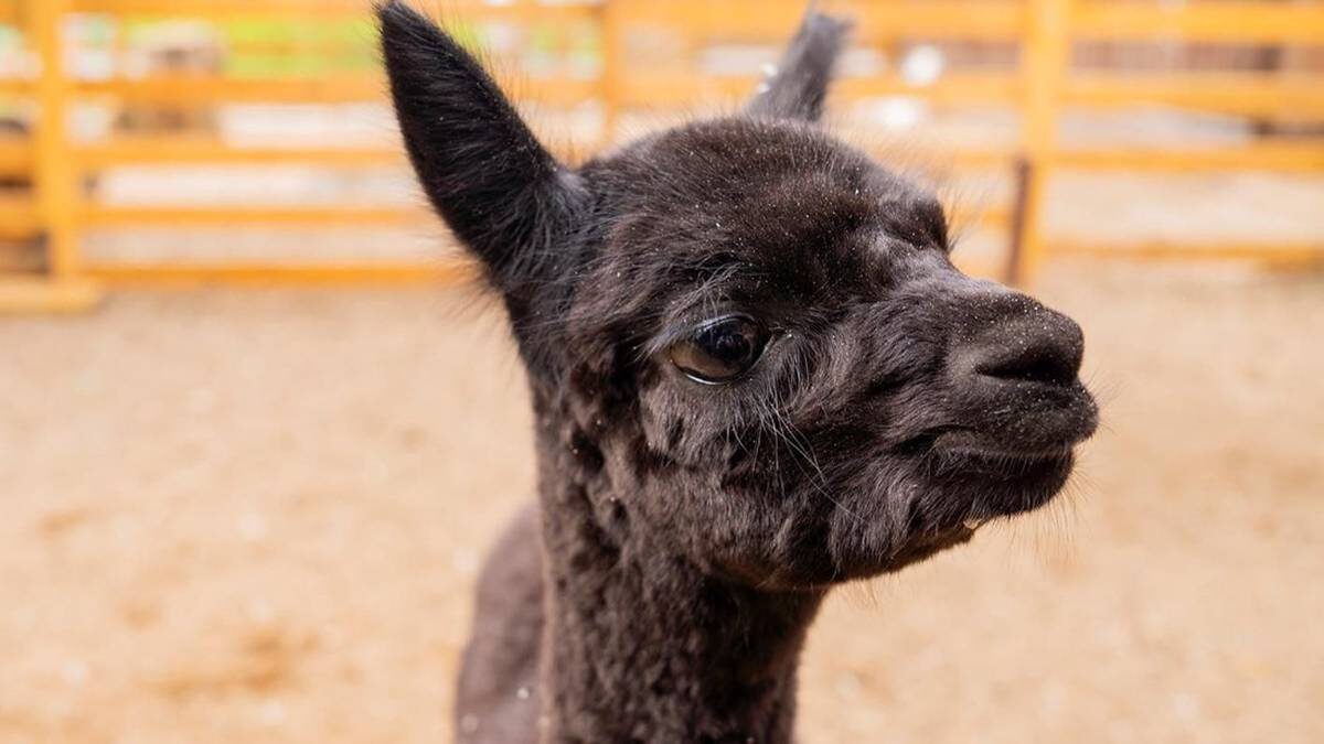    Фото: Пресс-служба ВДНХ