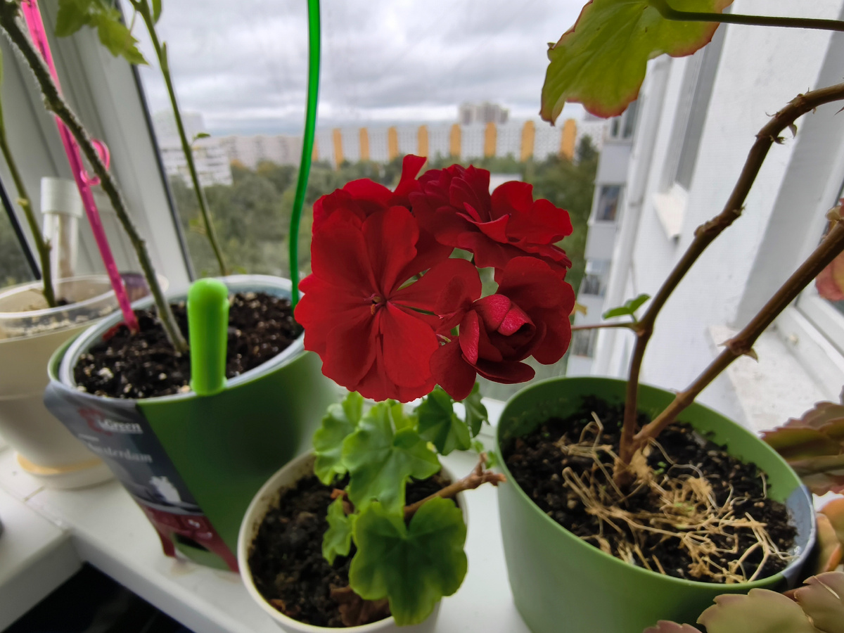 Днём результаты удовлетворительные. Ширик с автофокусом.