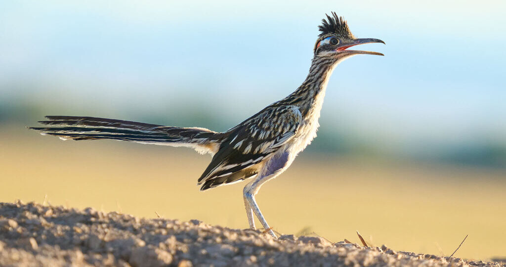 Птицы недели глазами наблюдателей со всего мира