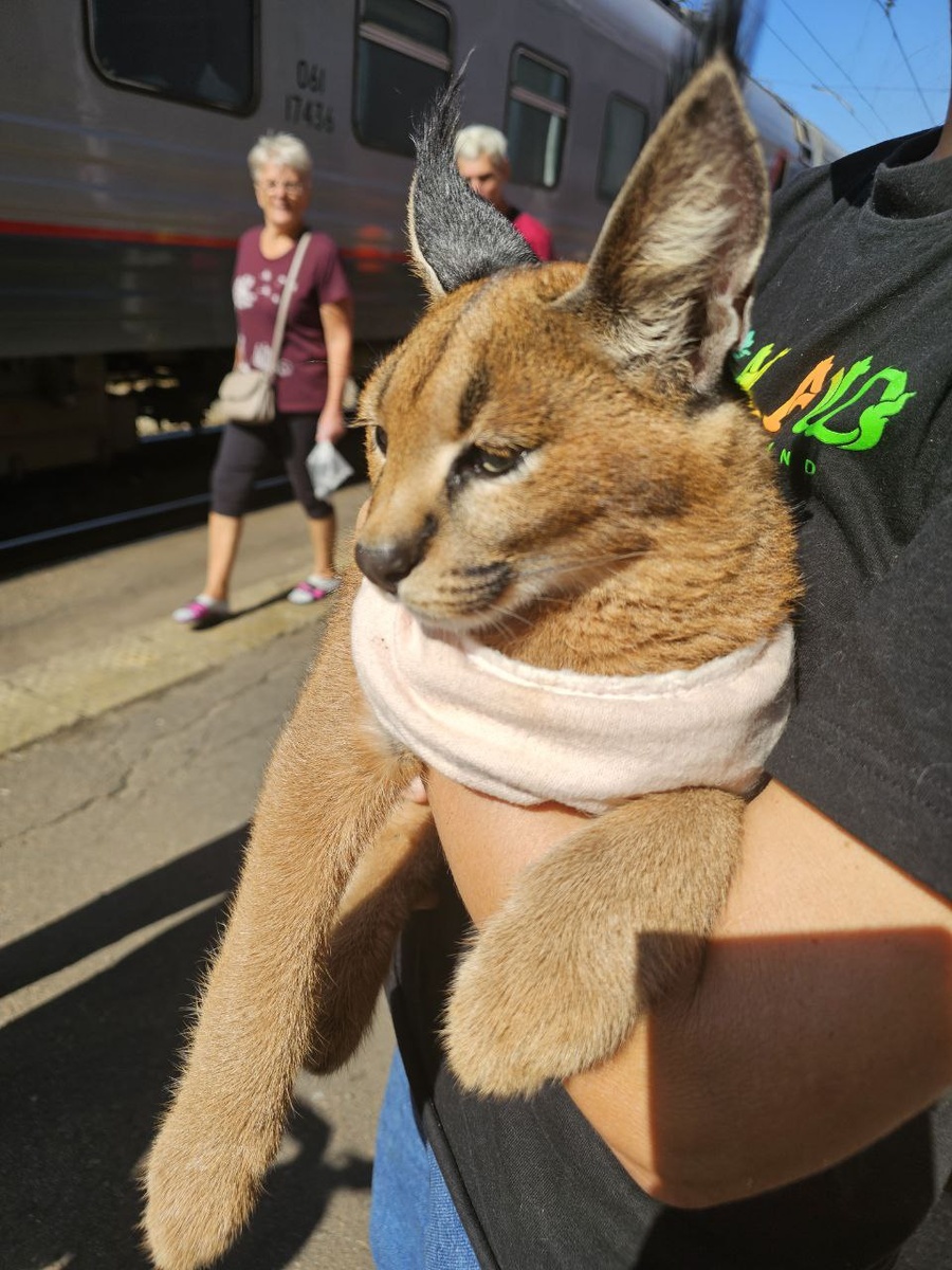 "Вы не стойте слишком близко, я - рысёнок, а не киска!" 