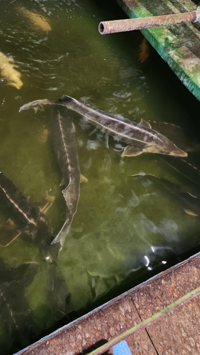 Это уже большие осетры!