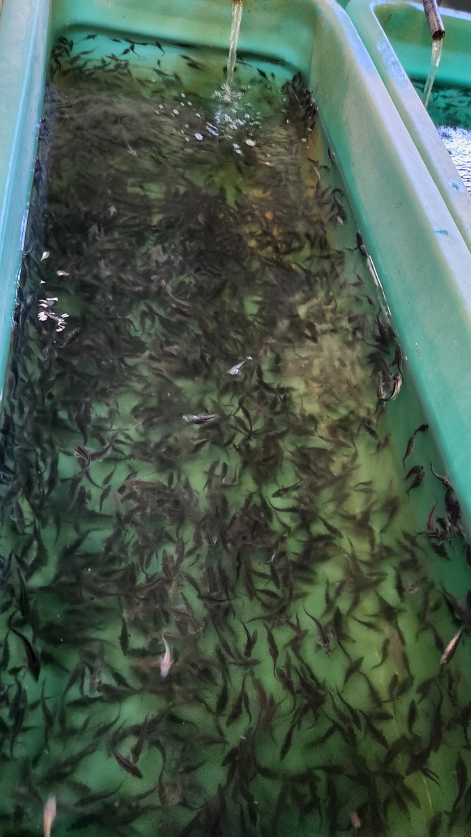 А это еще совсем маленикие осетрики).