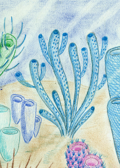 Реконструкция ветвистой вауксии беллулы.