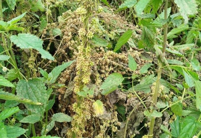     Фото: Россельхознадзор Свердловской области