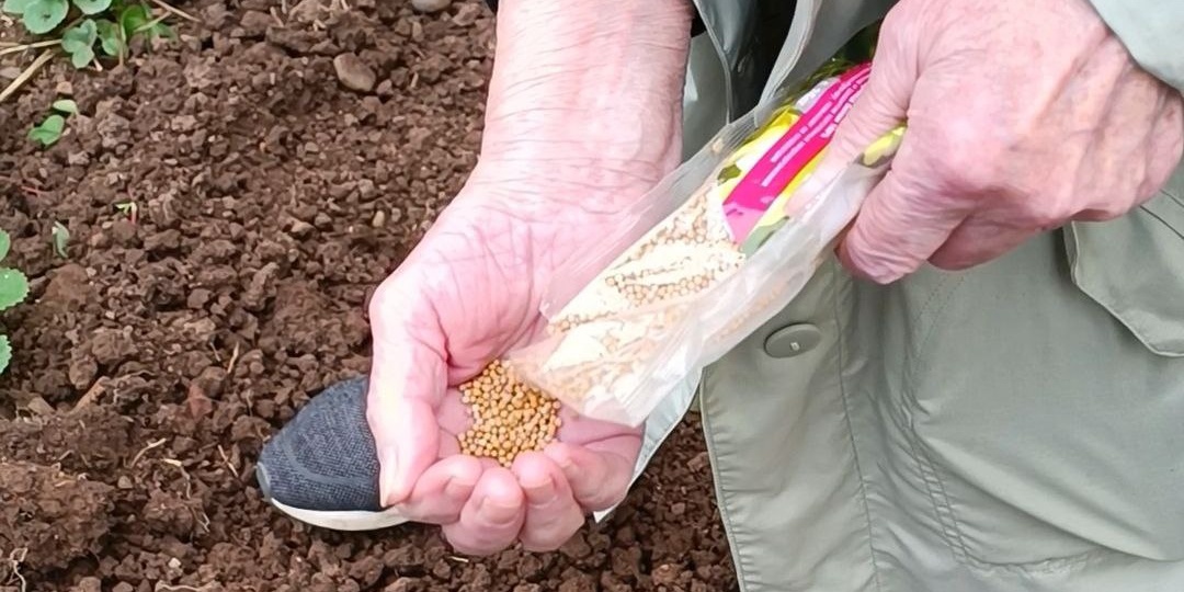 Сидераты: что лучше сеять в начале сентября