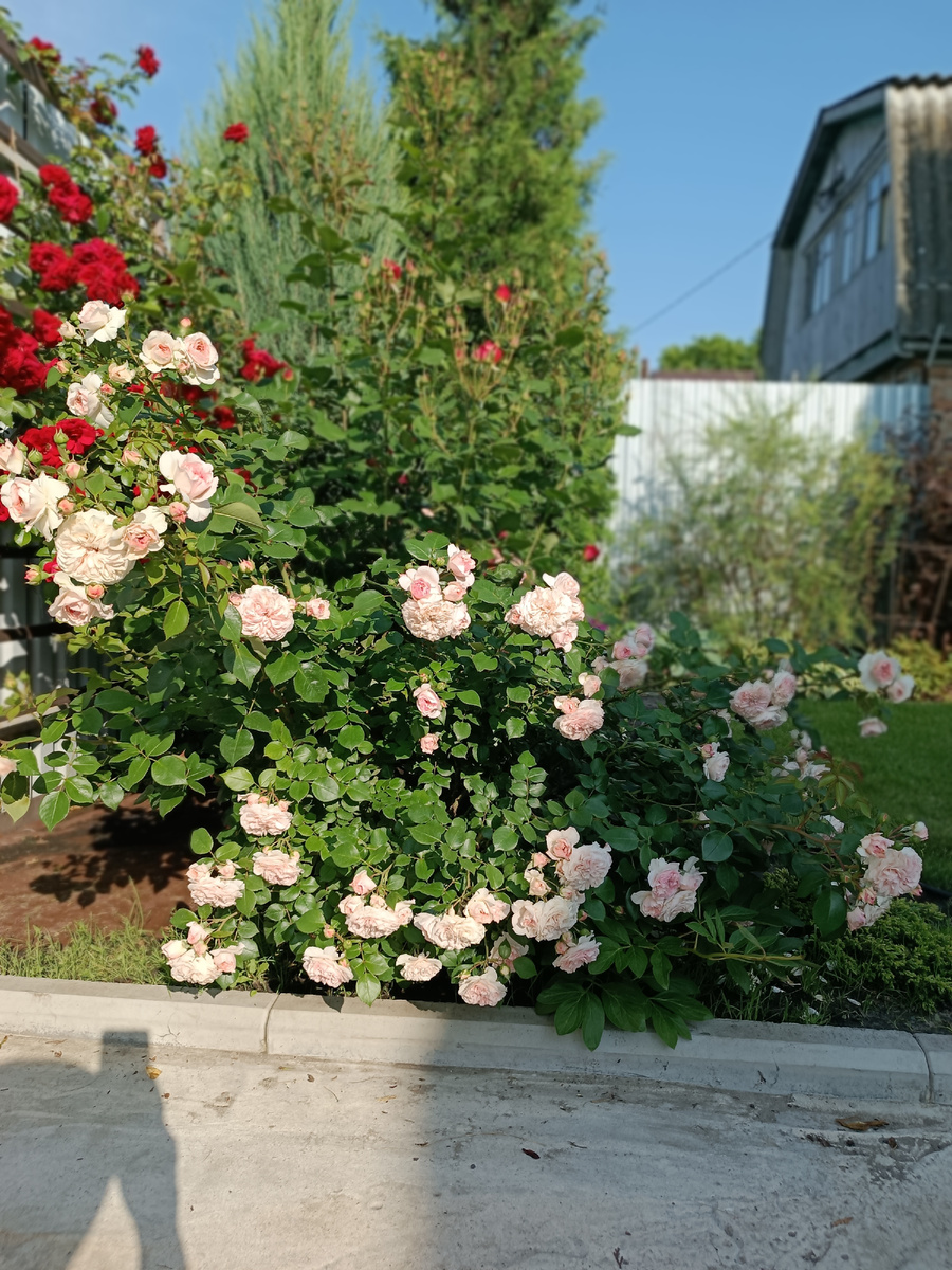 Мариятерезия и Амадеус