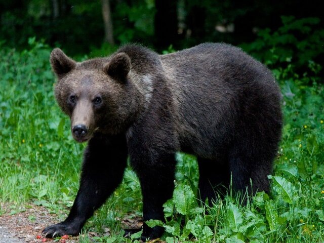    Фото: 123RF/mihaidancaescu