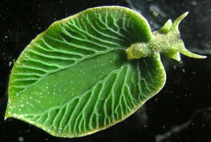    Слизень Elysia chlorotica. Фото: plantlet.org