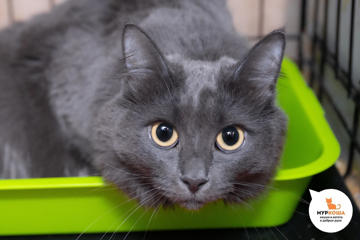 Кеси домашняя кошечка, отдали по причине болезни хозяйки.