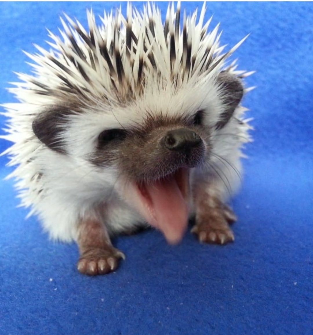 Фото из интернета. НУ ПРЕЛЕСТЬ ЖЕ!!!