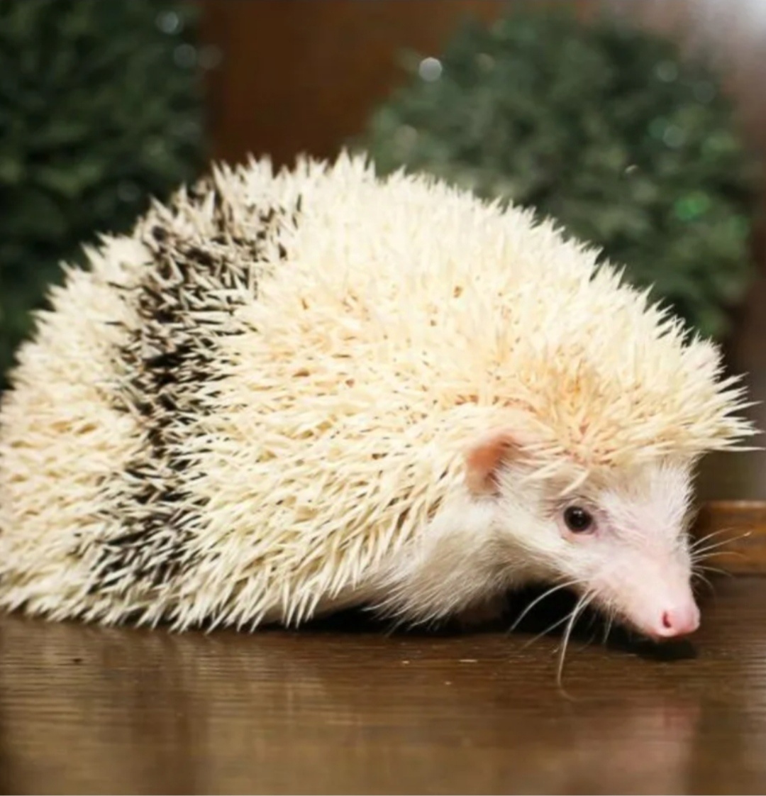 Фото из интернета