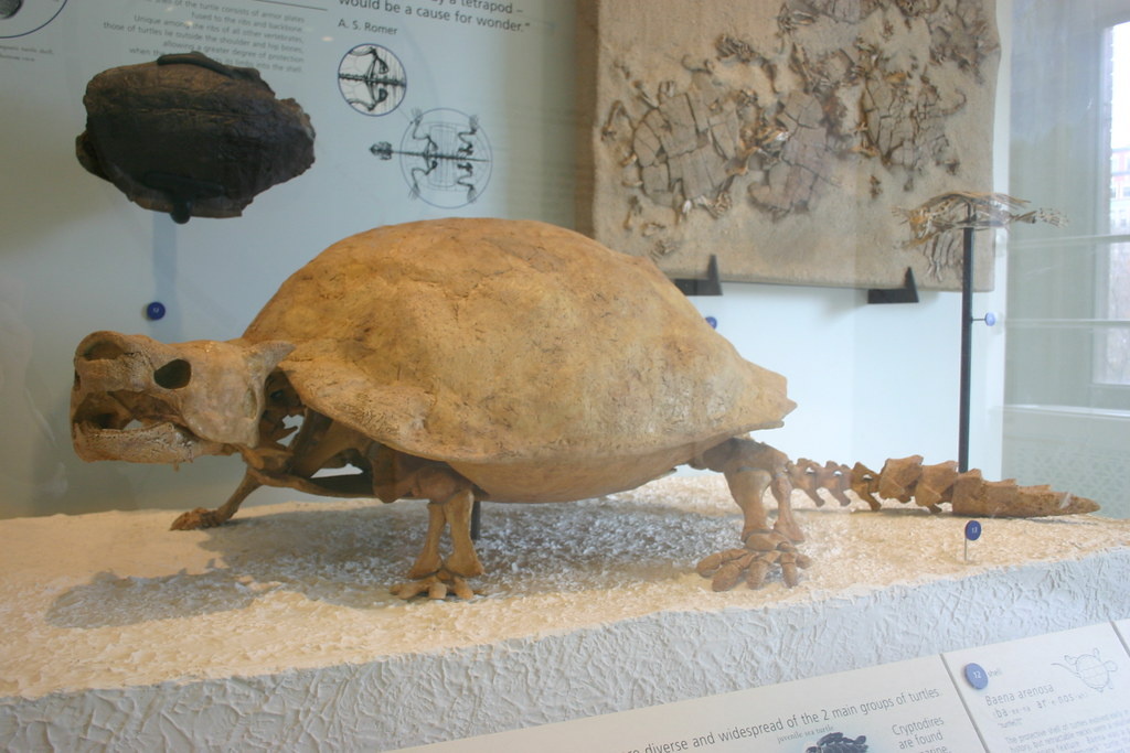 Скелет  рогатой  черепахи  Meiolania  platyceps (музейный  экспонат)