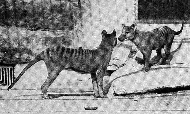 Острова, плывущие в океане (часть 6-я: почему островная изоляция - это эволюционная ловушка, а не убежище для островных видов животных?).