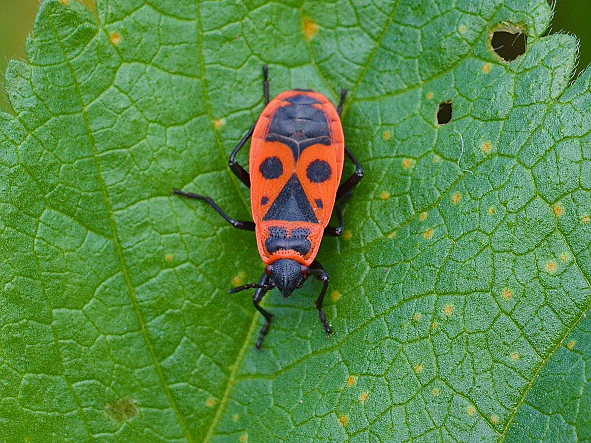 "Pyrrhocoris apterus" в переводе с латыни означает «бескрылый огненный клоп». Уже в названии заложены две его главные характеристики: яркая, как пламя, расцветка и полное отсутствие лётных способностей. «Сухопутный солдат» не обременяет себя воздушной логистикой! Фотография: Ryan Hodnett, CC BY-SA 4.0