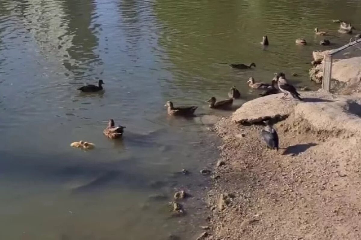    Вороны охотятся за утятами в парке им. Гагарина в Симферополе