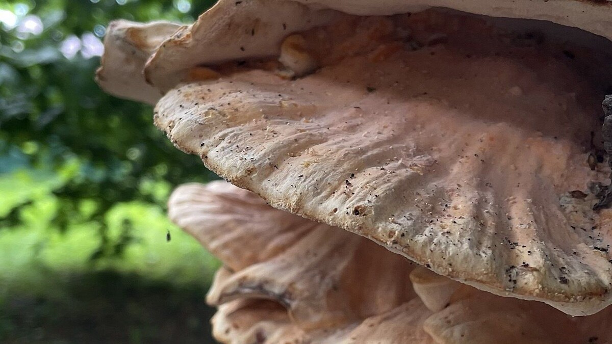    Фото: телеканал «Краснодар»