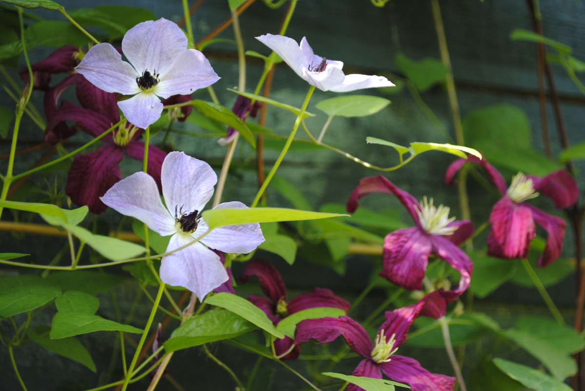 Все фотографии и цветочки мои 
