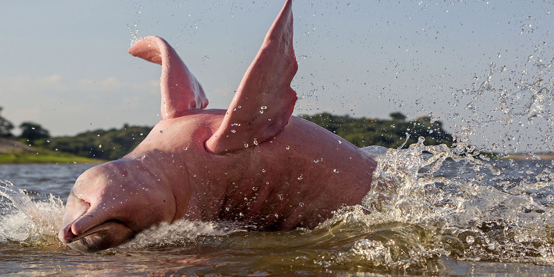 Боту: Едят анаконд, пираний и розовеют от шрамов. Страшные гиганты Амазонки