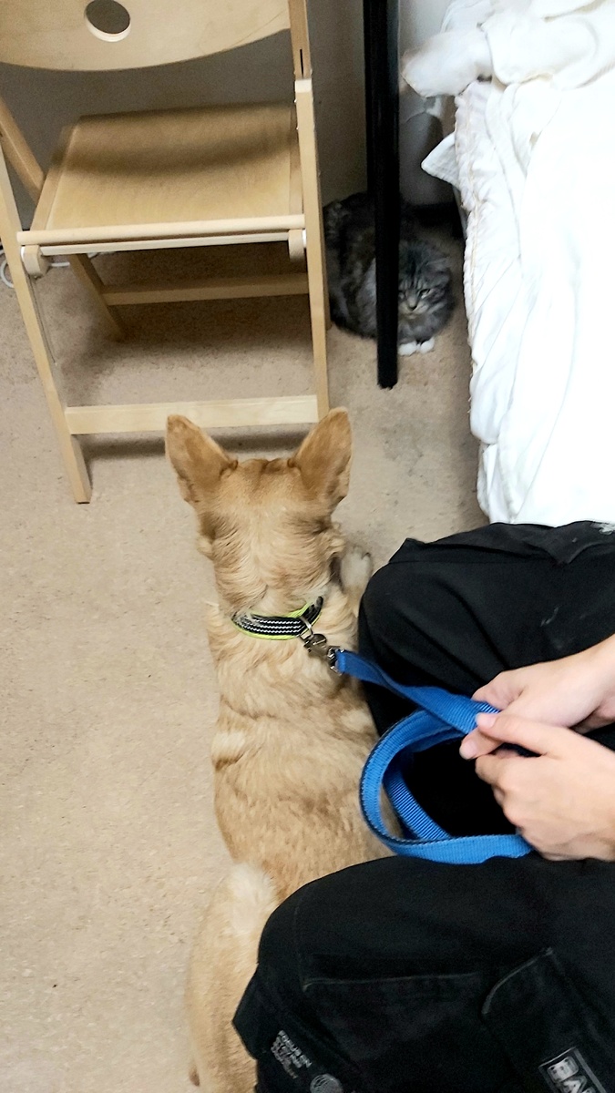 Дженсон и Симба. Ноги Вики.