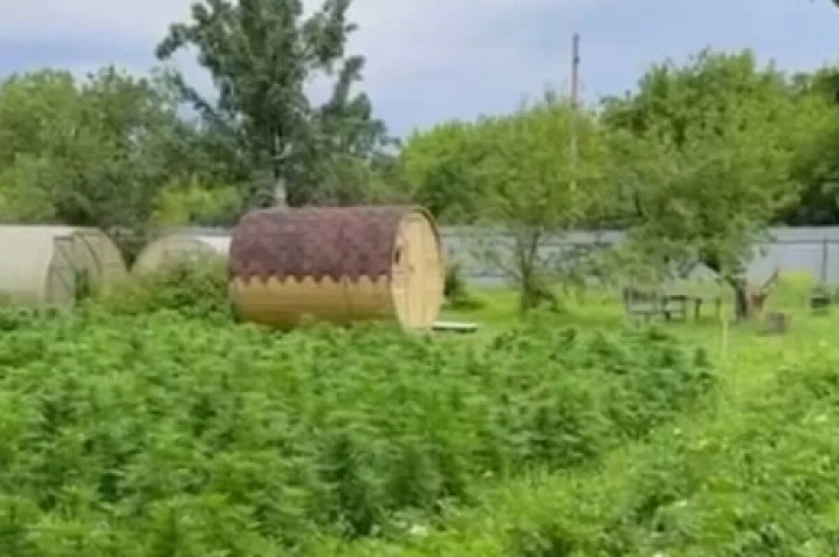    Огород конопли.