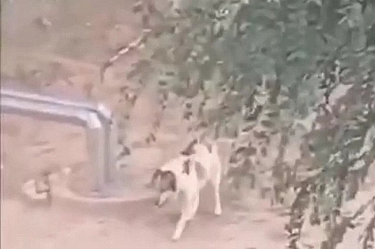    Женщину и четверых мужчин погрыз алабай в райцентре под Волгоградом