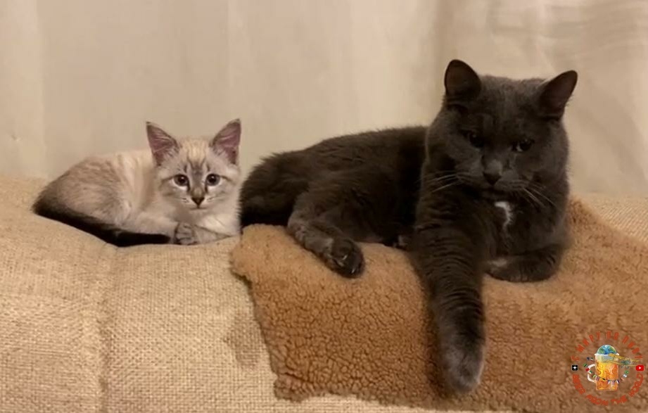 Яша и маленькая Люсиль, которая тоже сейчас грустит