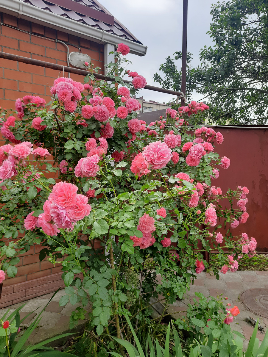 Из личных архивов