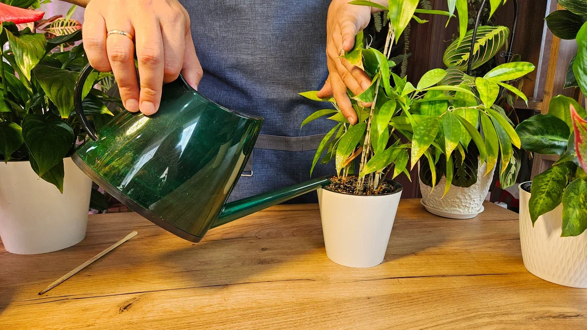 Поливаем так, чтобы промок весь земляной ком