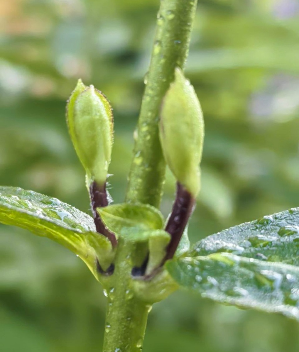 Начало появления новых кистей из пазух