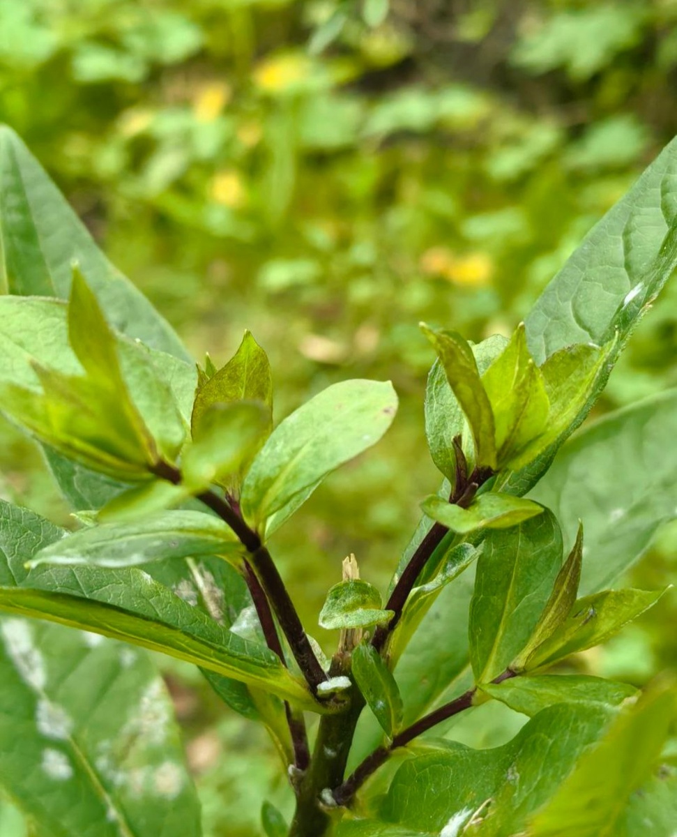 Множественные побеги из пазух
