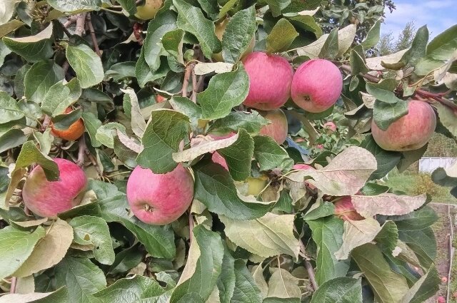    До 3 сентября нужно успеть собрать все яблоки. Фото: АиФ