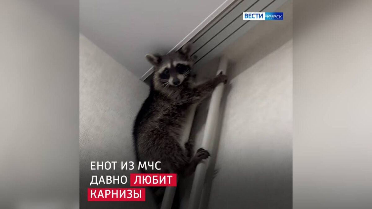    В Курске енот-спасатель нашёл хозяина