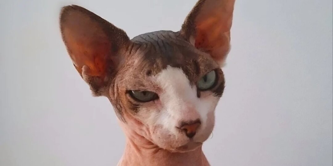 Кошки манипулируют вами! Как не поддаваться на хитрые уловки котов