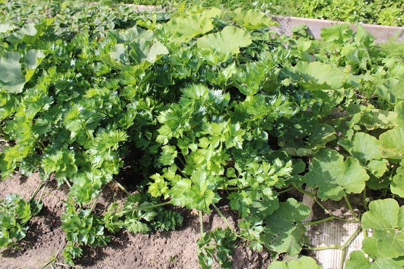 Участок на грядке с экспериментальным корневым сельдереем