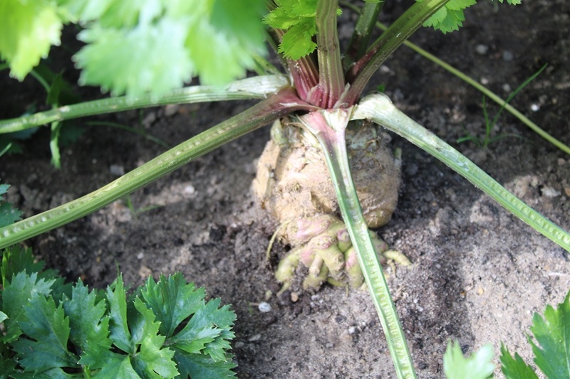 Корневище сельдерея 