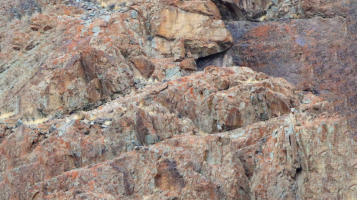 Кто спрятался на этой фотографии?