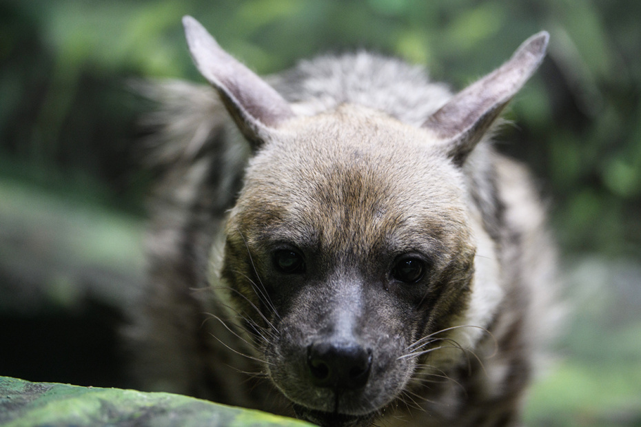    Ilya Moskovets/URA.RU/Global Look Press