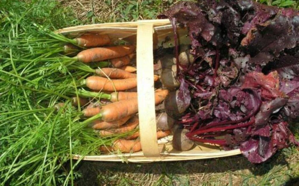 источник: https://kasheloff.ru/photos/viyrashivaniya-morkovi-svekliy/37