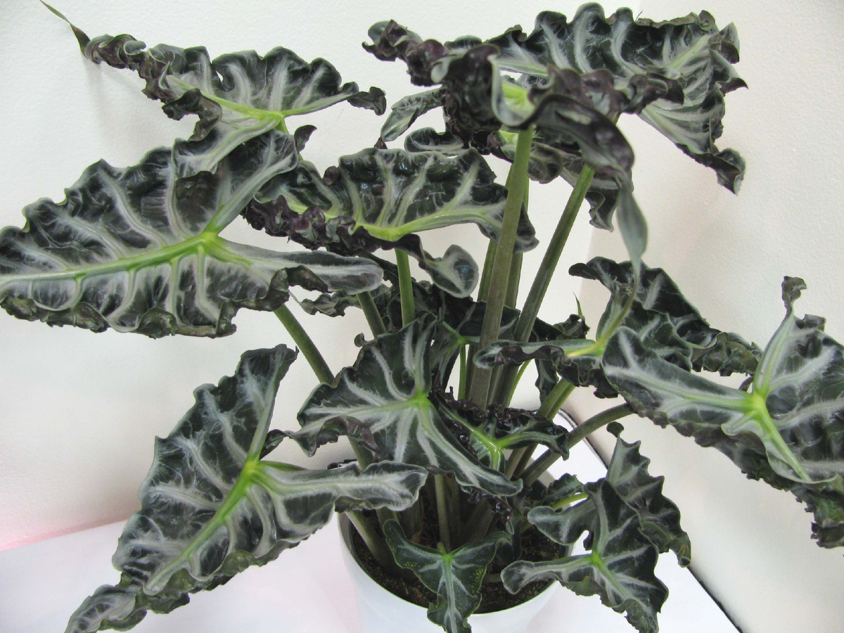 Фото из сети интернет