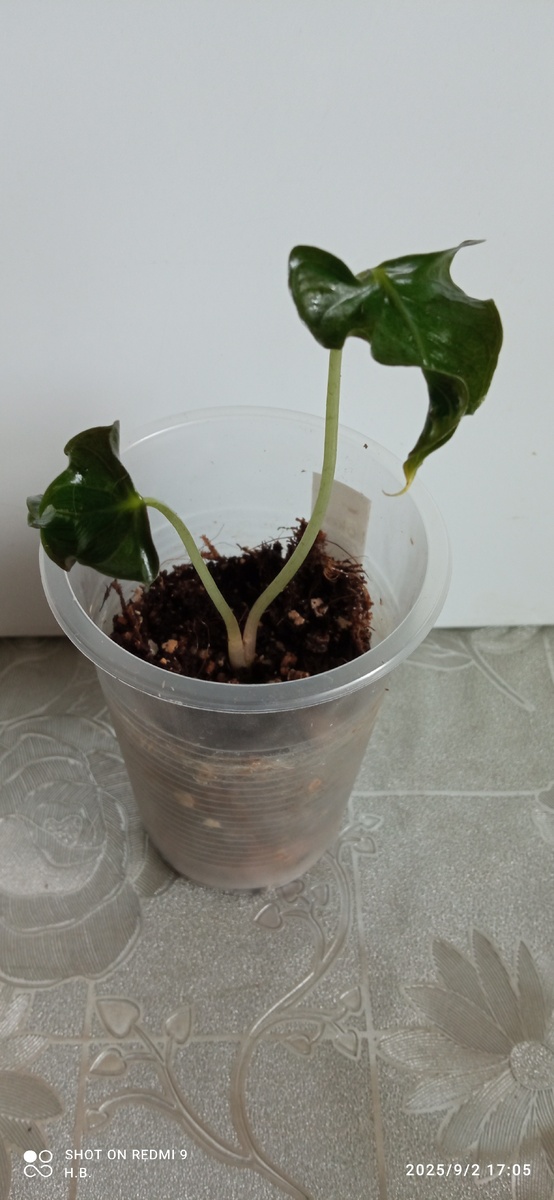 Малышка Локо 