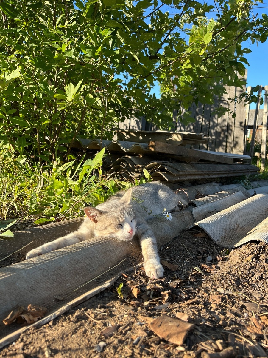    Как назвать кота или кошку, чтобы приносили удачу - красивые клички со смыслом