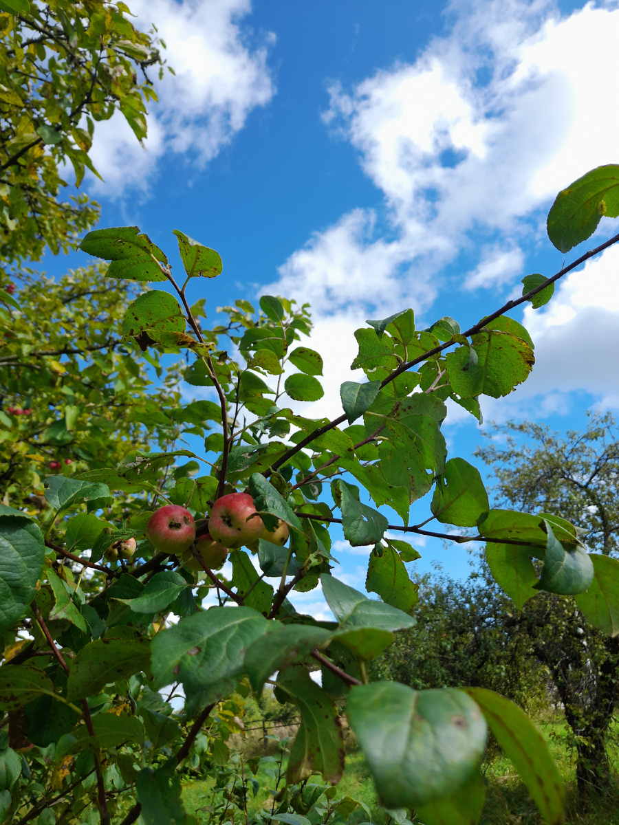 Плоды любви уже поспели...