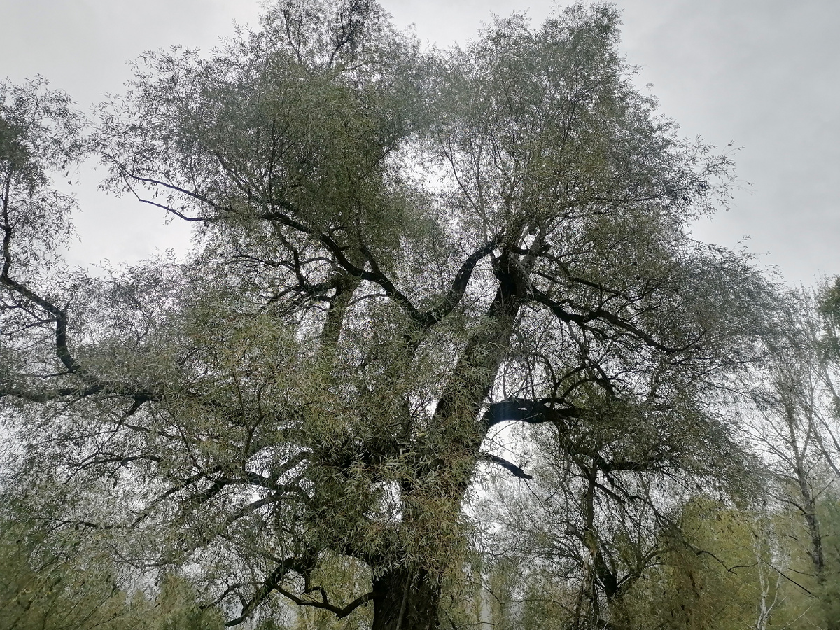 Серость осенняя.